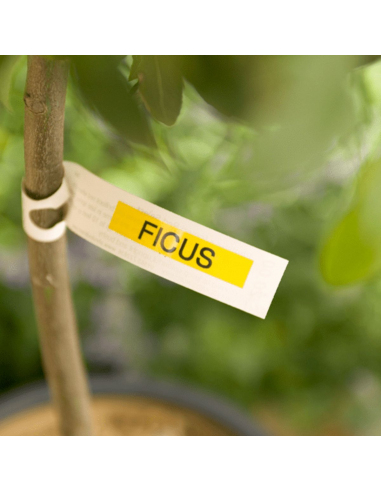 Cinta Brother TZe-621 Negro / Amarillo 9mm de ancho x 8 m de largo - Laminada Cinta Brother TZe-621 Negro / Amarillo 9mm de ancho x 8 m de largo - Laminada